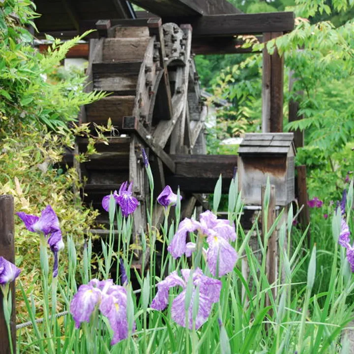 八田家書院菖蒲