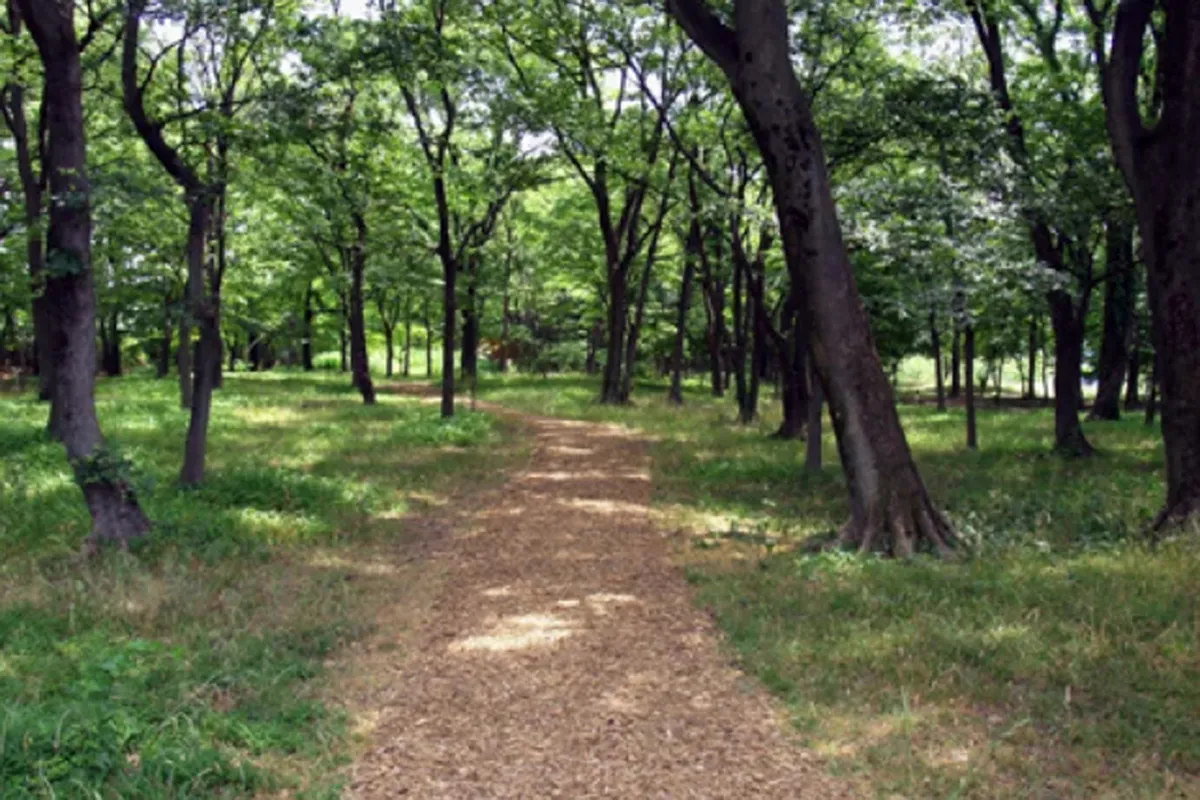 森林公園金川の森（森林セラピー）