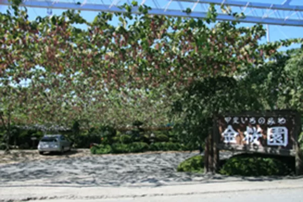 金桜園（フルーツ狩り）