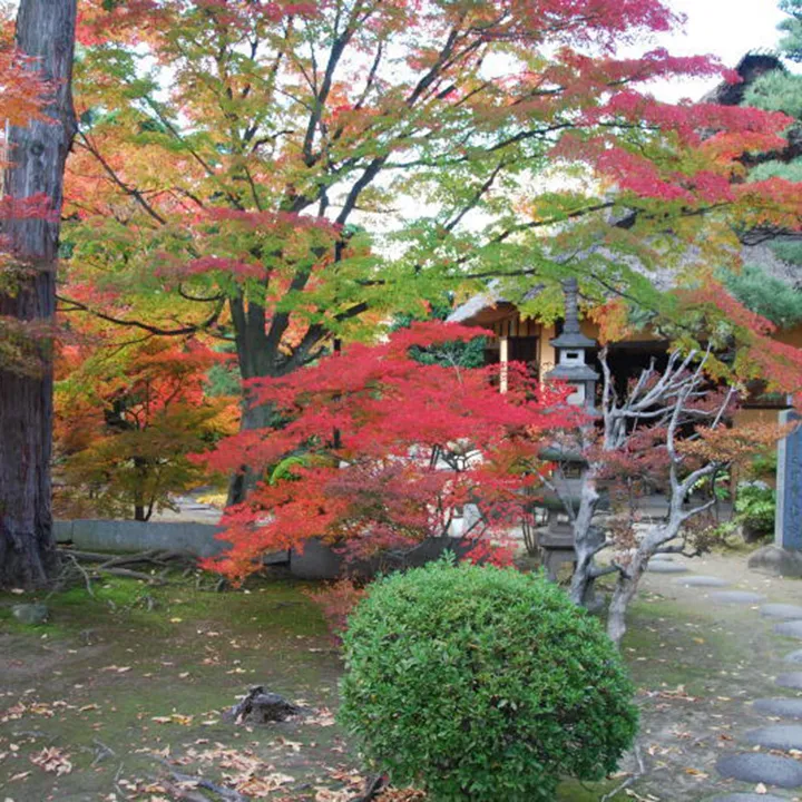 八田家書院の紅葉