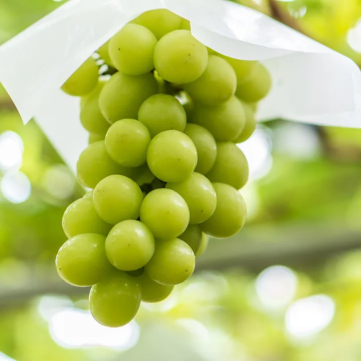 シャインマスカット