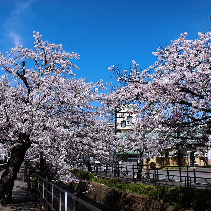 さくら温泉通り